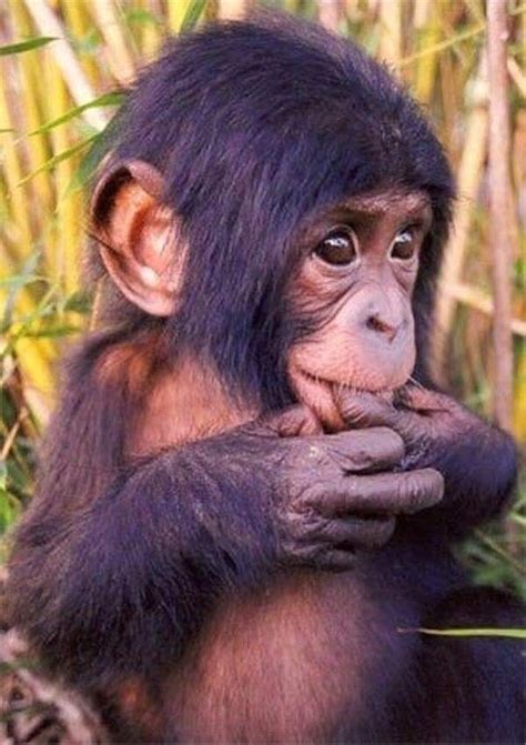 Image result for Monkey Using Computer Meme