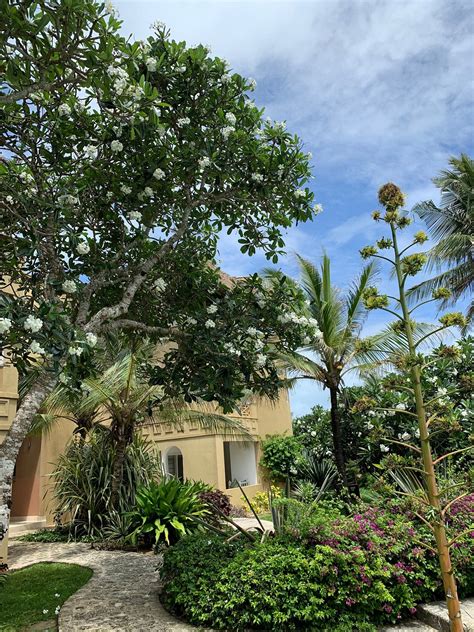 MEDINA PALMS (Watamu) - Resort Reviews, Photos, Rate Comparison ...