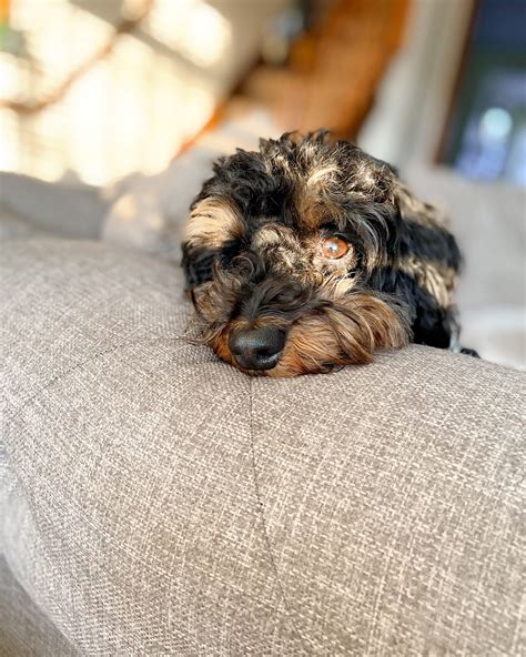 Image result for Cockapoo Rescue Dogs