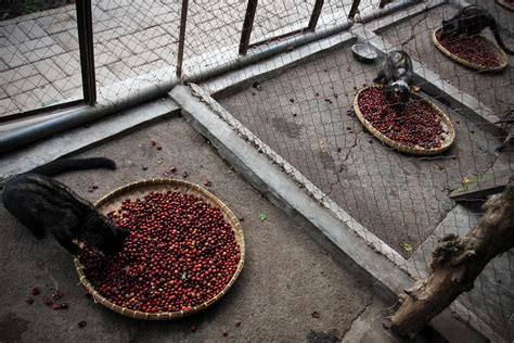 The Disturbing Secret Behind the World’s Most Expensive Coffee ...