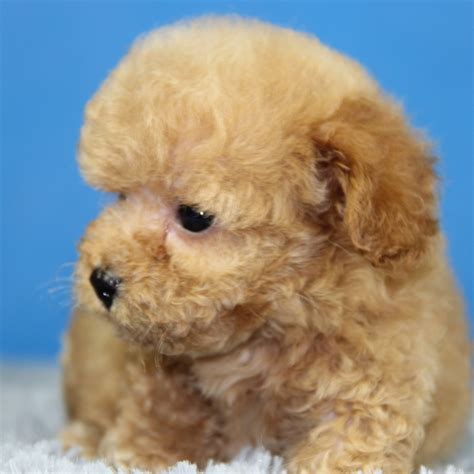 纯种泰迪犬幼犬狗狗出售 宠物泰迪犬可支付宝交易 泰迪/贵宾 /编号10031300 - 宝贝它