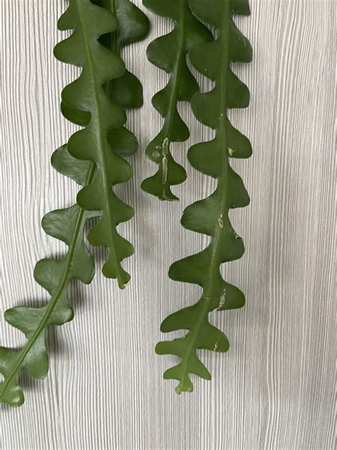 What are these bumps on my zig zag plant? : r/houseplants
