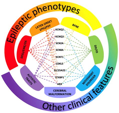 Neonatal Seizures: An Overview of Genetic Causes and Treatment Options