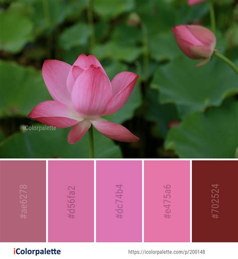 Colors That Go With Lotus Pink at Iva Blackburn blog