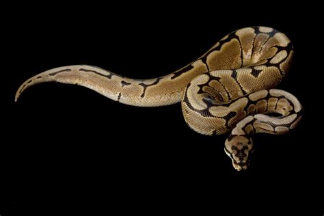 Image result for Spider True Ghost Ball Python