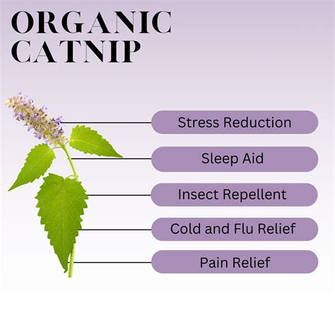 Catnip Benefits Humans at Carl Buteau blog