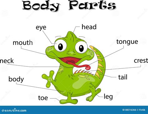 Partes Del Cuerpo De La Iguana Ilustración del Vector - Ilustración de arte, animal: 88316366
