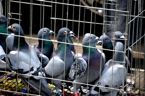 Pigeons Homing Pigeons