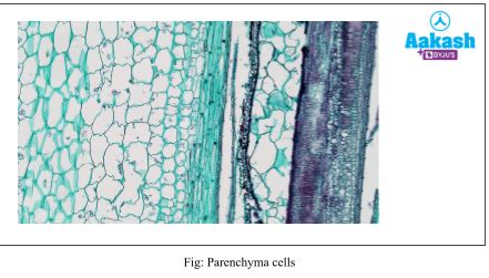 Permanent Tissues Xylem: Components, Types & Tracheids | AESL