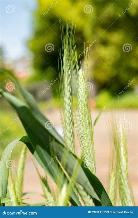 Triticum Durum or Pasta Wheat in Zurich in Switzerland Stock Image ...