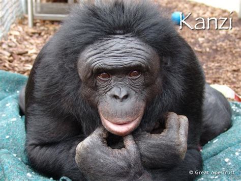 7 Primates Who Mastered The Great Ape Language, Communicated With ...