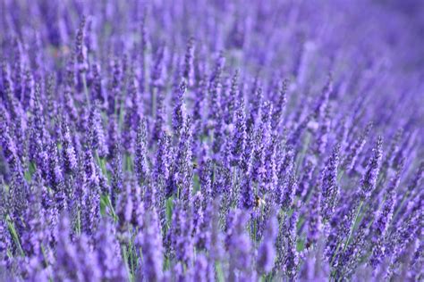 Lavender Flowers Blossoms Wildflowers Free Stock Photo - Public Domain ...