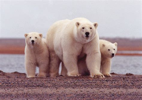 Free Images : nature, summer, female, wildlife, wild, usa, mammal, predator, polar bear, sow ...