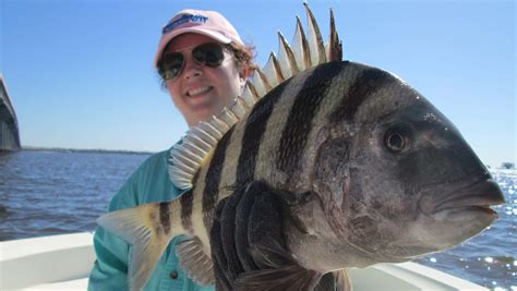 Download Sheepshead Fish Pictures | Wallpapers.com