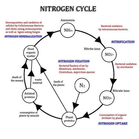 decribe the nitrogen cycle with flowchart - Brainly.in