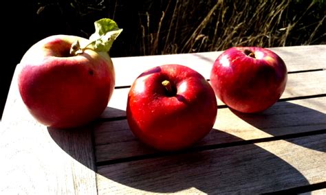 Image result for Comparing Apples