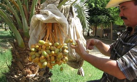 THE BAUTISTA FAMILY ORGANIC DATE RANCH (2026) All You Need to Know ...