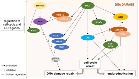 Connections between the Cell Cycle and the DNA Damage Response in Plants