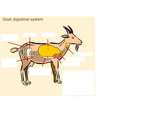 Image result for Goat Digestive System