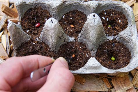 7 DIY Seed Pots From Common Household Items for Starting Seeds Indoors