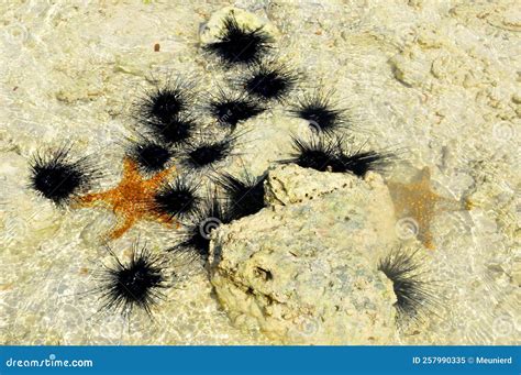 Zanzibar Tanzania Erizo De Mar Y Estrellas De Mar O Pez Estrella Son ...