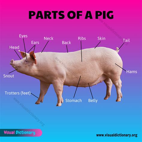 Parts Of A Pig