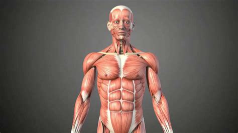 GK fact of the day: 5 largest muscles of the human body