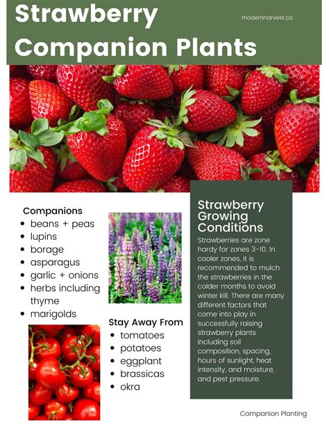 The Best Strawberry Companion Plants For A Bountiful Harvest - simaraartes