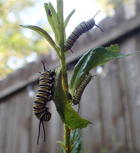 Monarch Caterpillar Eating Milkweed