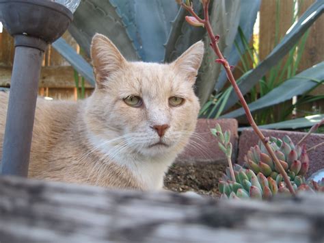 What Is A Buff Tabby Cat at Alicia Matt blog