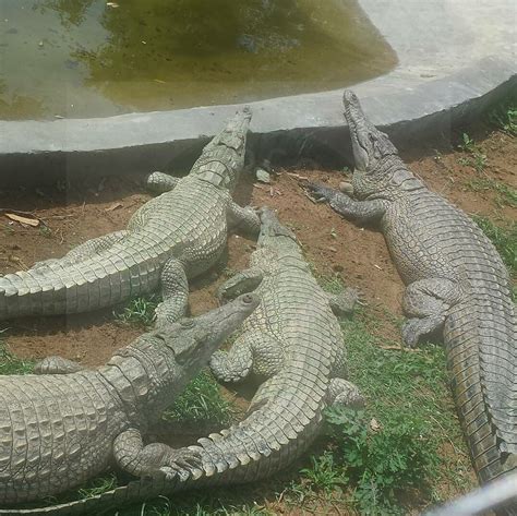 MAMBA VILLAGE KISUMU (2025) All You Need to Know BEFORE You Go (with ...