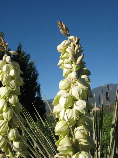 Types Of Yucca Plants In New Mexico at Lori Allan blog