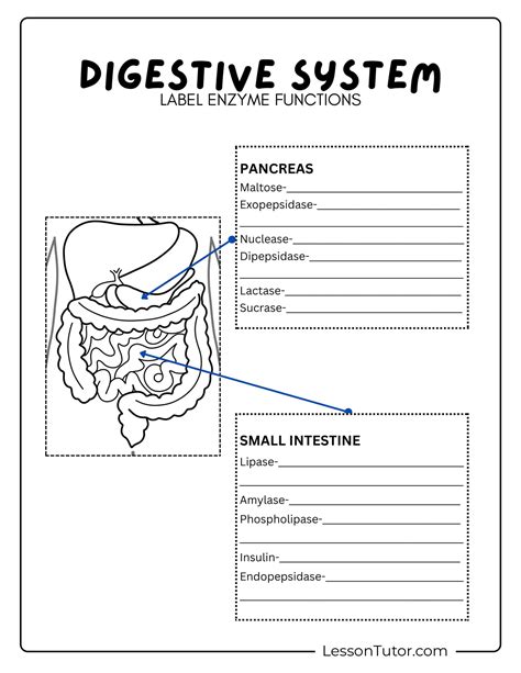 Image result for Digestive System Lesson
