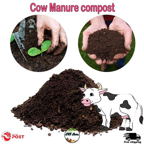 Cow Of Composting Organic Manure Organic Desi Cow Dung Compost