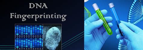 Image result for DNA Fingerprinting Examples
