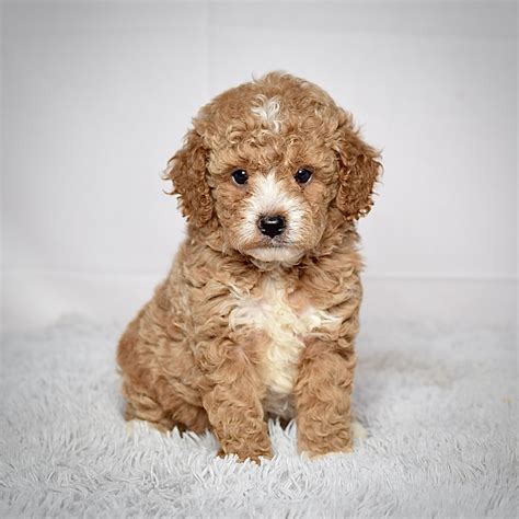 Ms. Sapphire - wengerd premier pups