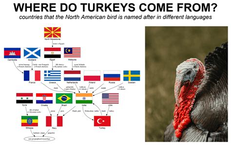 Where do turkeys come from? : r/etymology