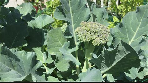 Broccoli is low maintenance & easy to grow from seed | wltx.com - where does broccoli come from