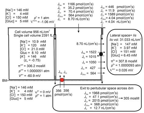 Biophysical Analysis of a Minimalistic Kidney Model Expressing SGLT1 ...