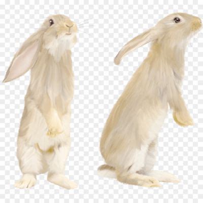 Rabbit Transparent Background I42PJ374 - Pngsource