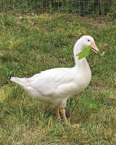 Image result for Adaptable Animals