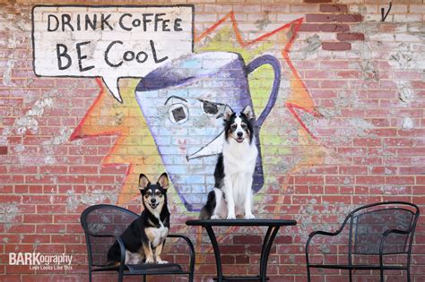 2023 Pet Photography Year in Review — BARKography