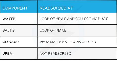 The Kidney - Year 9 PDF Download
