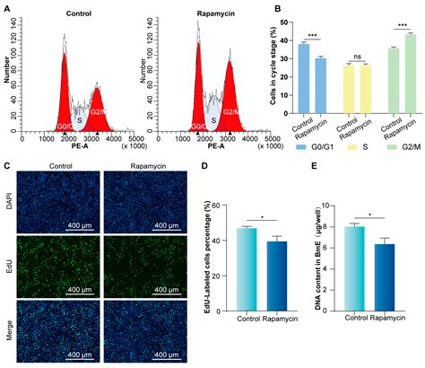 The Rheb-mTORC1 Coordinates Cell Cycle Progression and Endoreplication ...