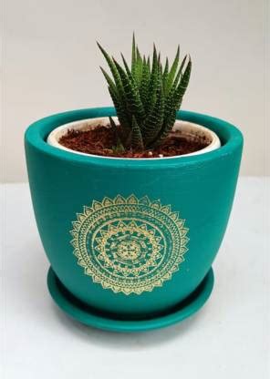 unami Terracotta Pot with Saucer for Small plants (Pack of 1) Plant ...