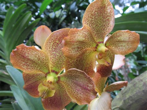 The Dilettante Photographer: Orchids, National Orchid Garden, Singapore ...