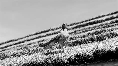 Billie+Eilish+Yungblud+Billboard+Magazine+Photo Photos, Download The ...