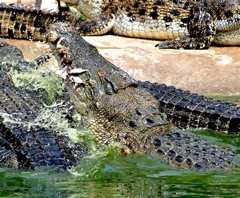 Saltwater crocodile largest anaconda ever recorded - roadvsa
