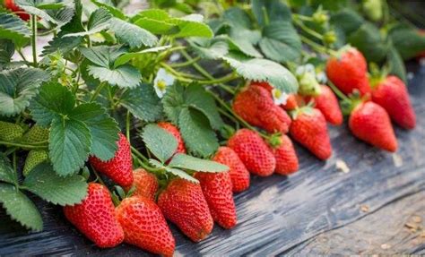 你了解草莓的根系吗？