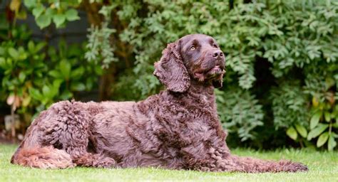 Image result for Cockapoo Traits